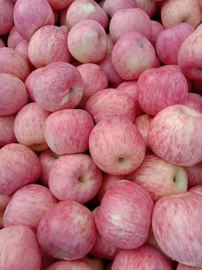 山东红富士苹果，价格便宜了，口感脆甜，产地直发一手货源，
