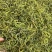 化石草肾精草肾精茶