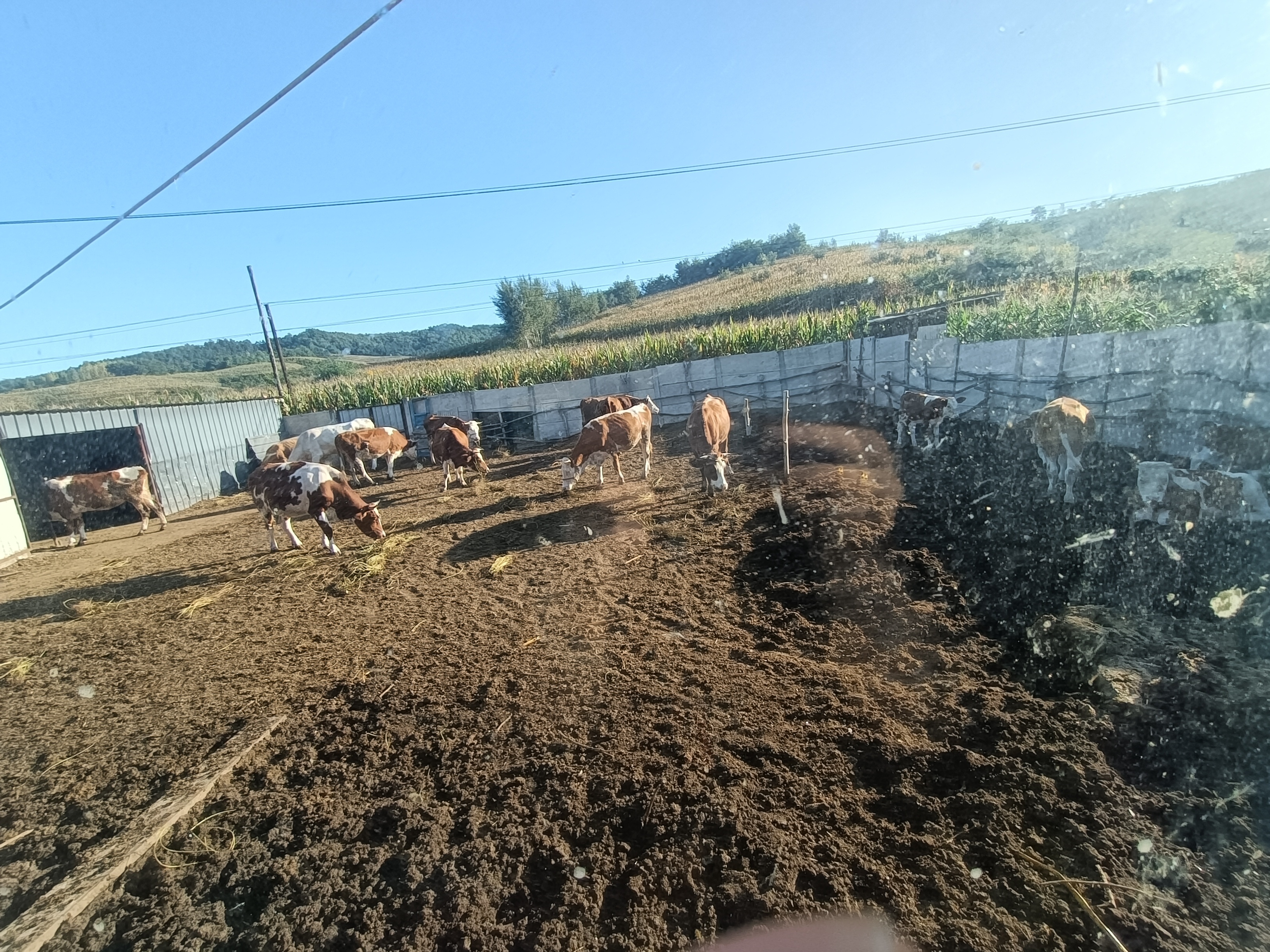 西门塔尔牛群在草场上悠闲吃草