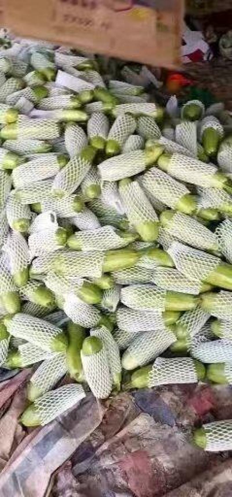 大棚绿皮西葫芦优质翡翠一号西葫芦0.6斤以上常年供