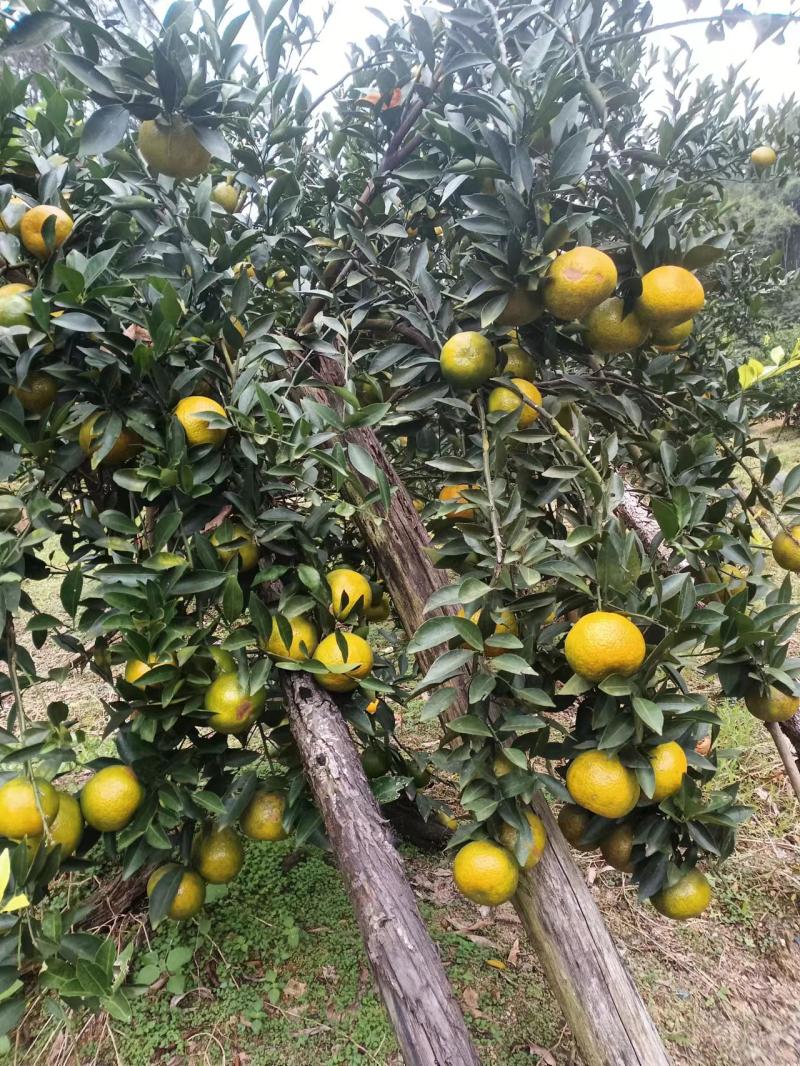 广西钦州市浦北县龙门镇23年茶枝柑大红皮，3/5年陈皮