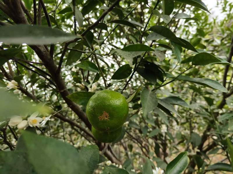 广西钦州市浦北县龙门镇23年茶枝柑大红皮，3/5年陈皮