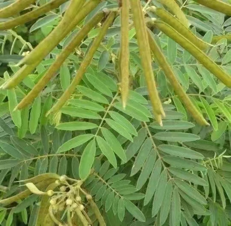 大型毛竹种子青竹苗刚竹四季竹子雷竹食用竹笋大青竹