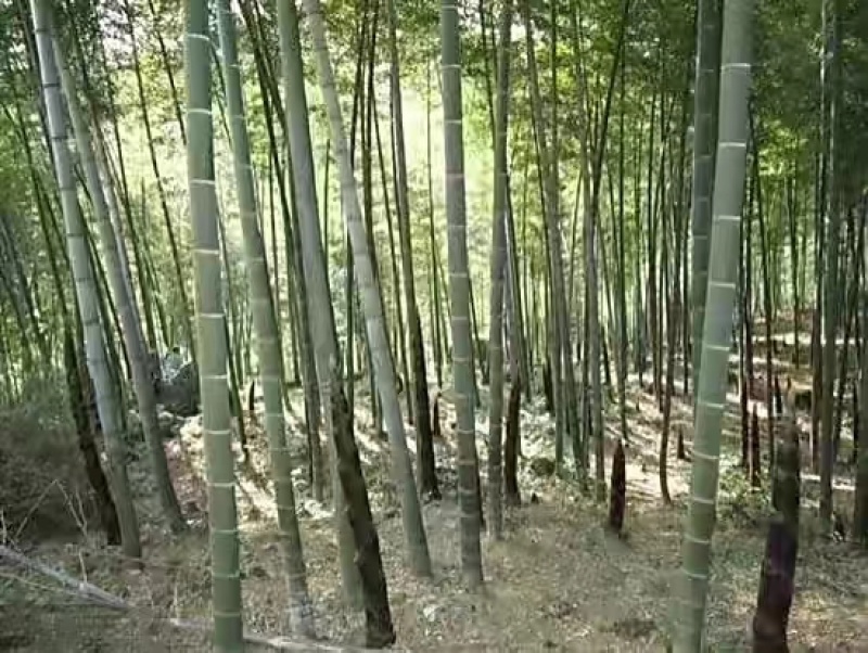 大型毛竹种子青竹苗刚竹四季竹子雷竹食用竹笋大青竹