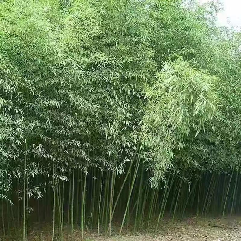 大型毛竹种子青竹苗刚竹四季竹子雷竹食用竹笋大青竹