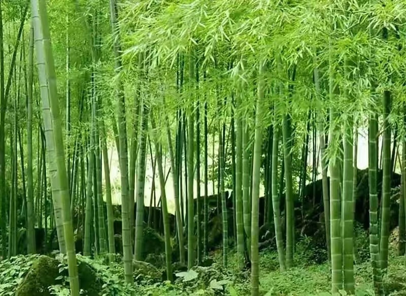 大型毛竹种子青竹苗刚竹四季竹子雷竹食用竹笋大青竹