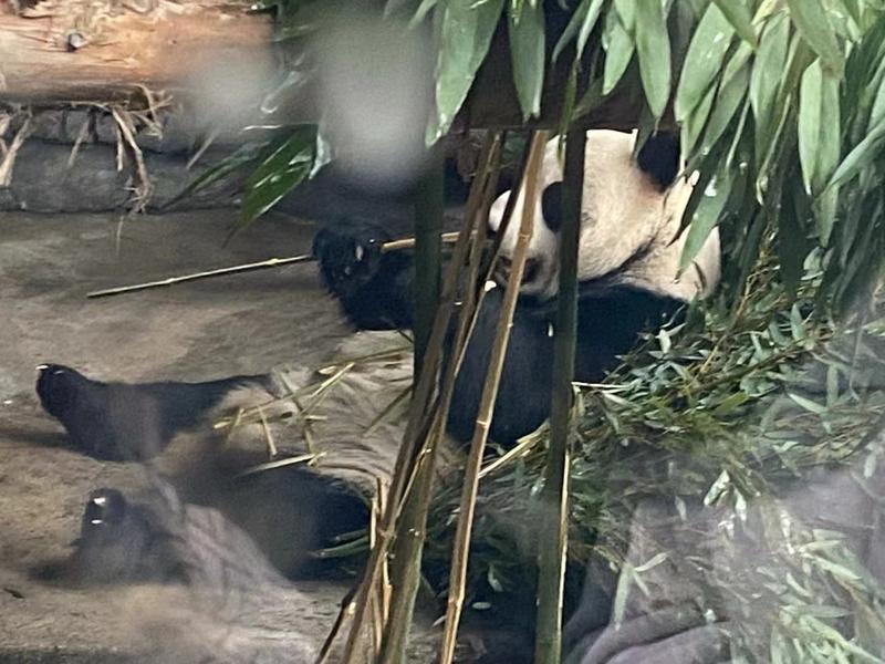 大型毛竹种子青竹苗刚竹四季竹子雷竹食用竹笋大青竹