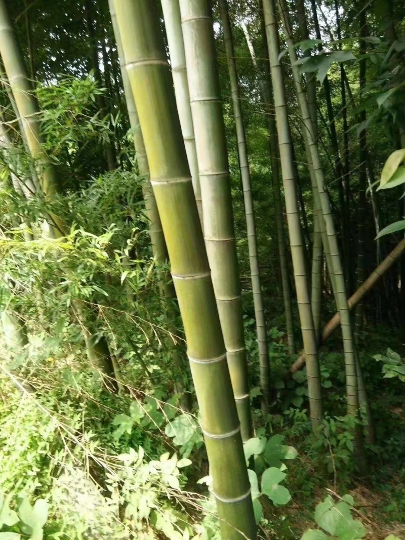 大型毛竹种子青竹苗刚竹四季竹子雷竹食用竹笋大青竹