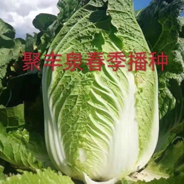 聚丰泉黄芯大白菜种子，叠包矮颗，耐低温耐抽苔，春种