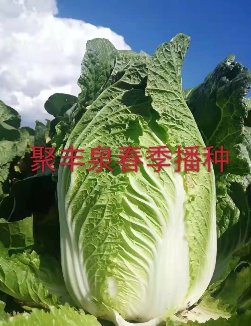 聚丰泉黄芯大白菜种子，叠包矮颗，耐低温耐抽苔，春种