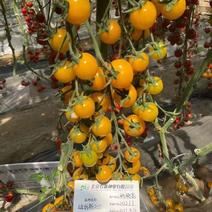迪丽斯205黄色樱桃番茄种子，圆球型，风味浓口感好