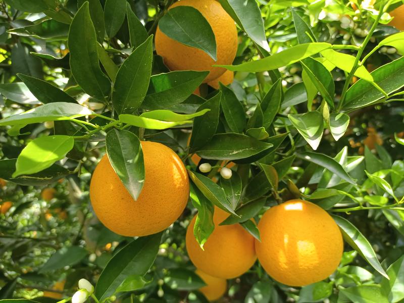 伦晚脐橙秭归脐橙橙子产地直供鲜果