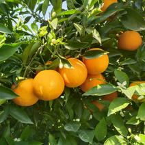 伦晚脐橙湖北橙子秭归脐橙橙子产地直供鲜果大量供
