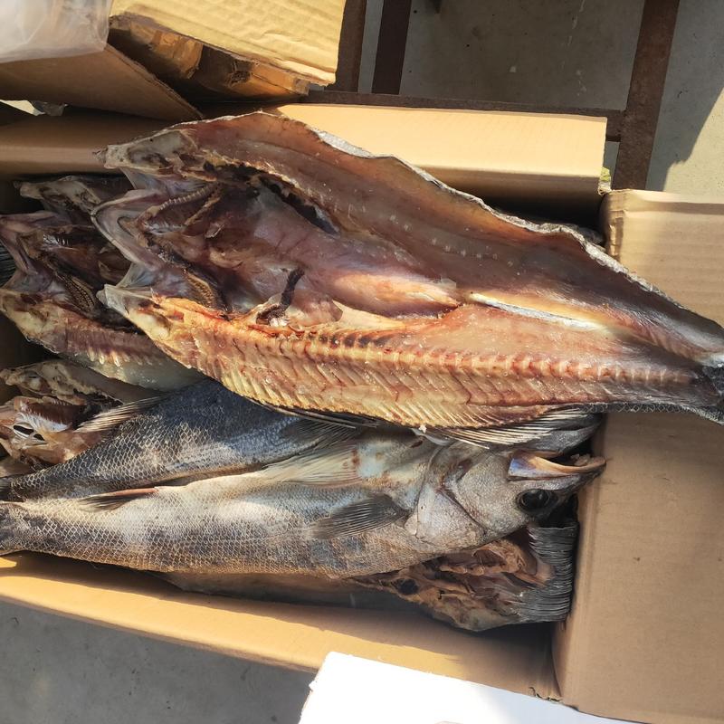 自晒鲈鱼干，海鲈鱼干，渔家腌制海鲜干货深海鲈鱼
