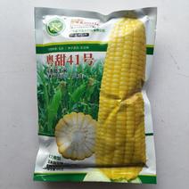 正品原装金作粤甜41号玉米种子纯黄甜玉米种子大棒杂交玉米