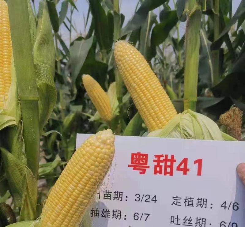正品原装金作粤甜41号玉米种子纯黄甜玉米种子大棒杂交玉米