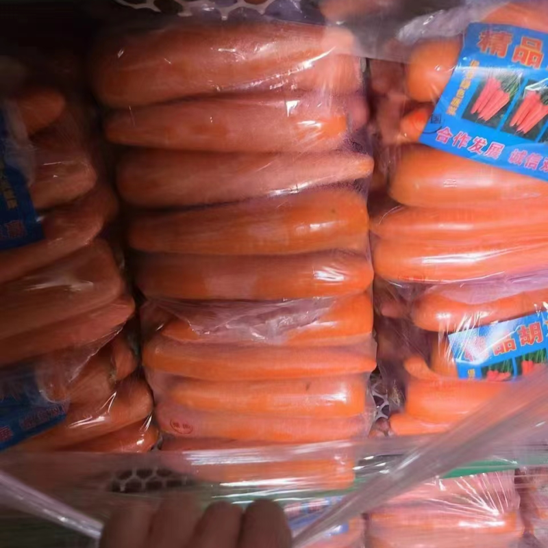 通许精品胡萝卜基地直供对接各大市场电商平台需要联系