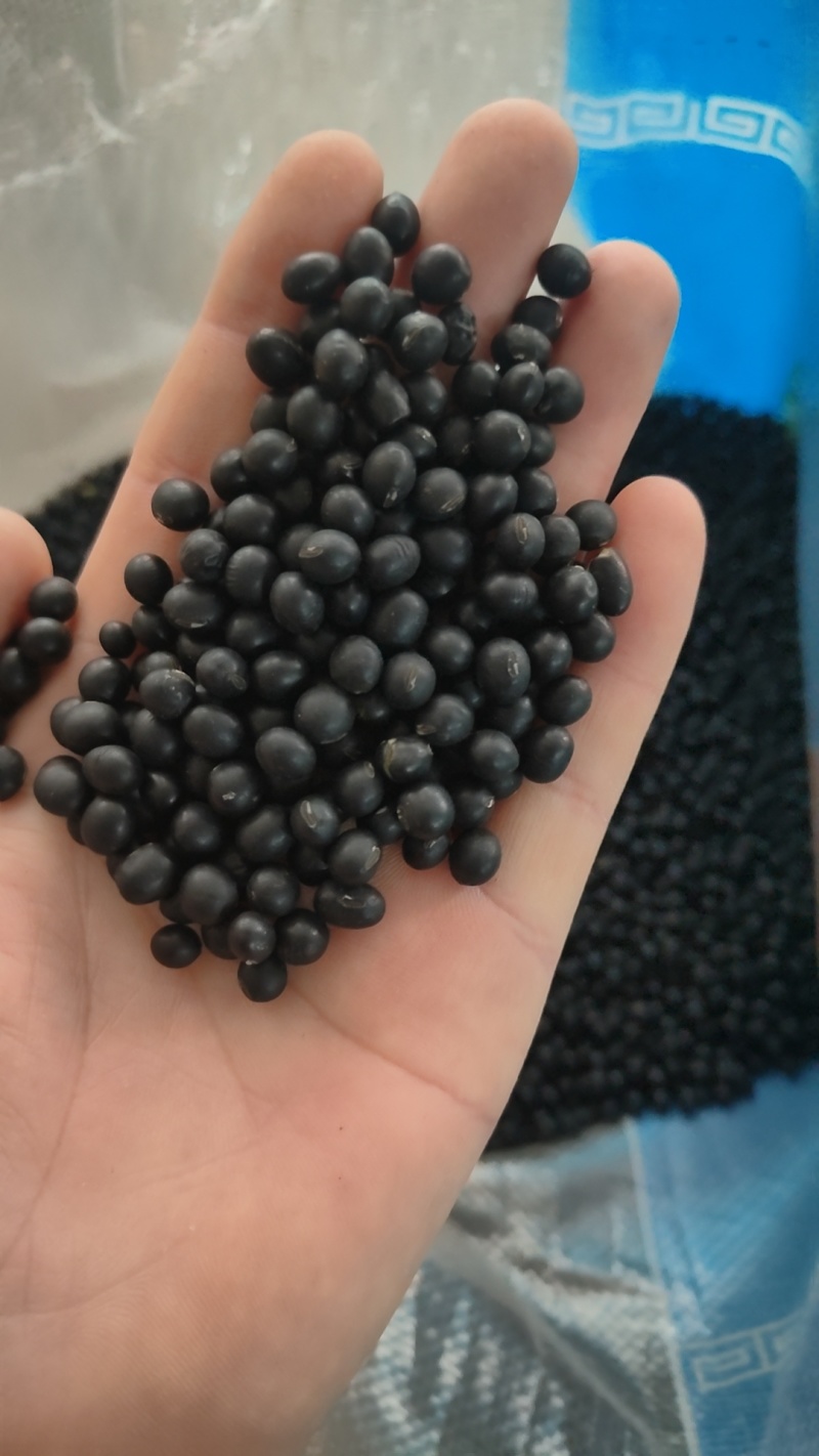 长年批发零售安徽亳州黑豆量大从优药食同源