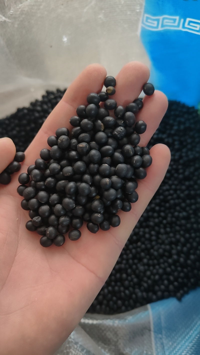 长年批发零售安徽亳州黑豆量大从优药食同源