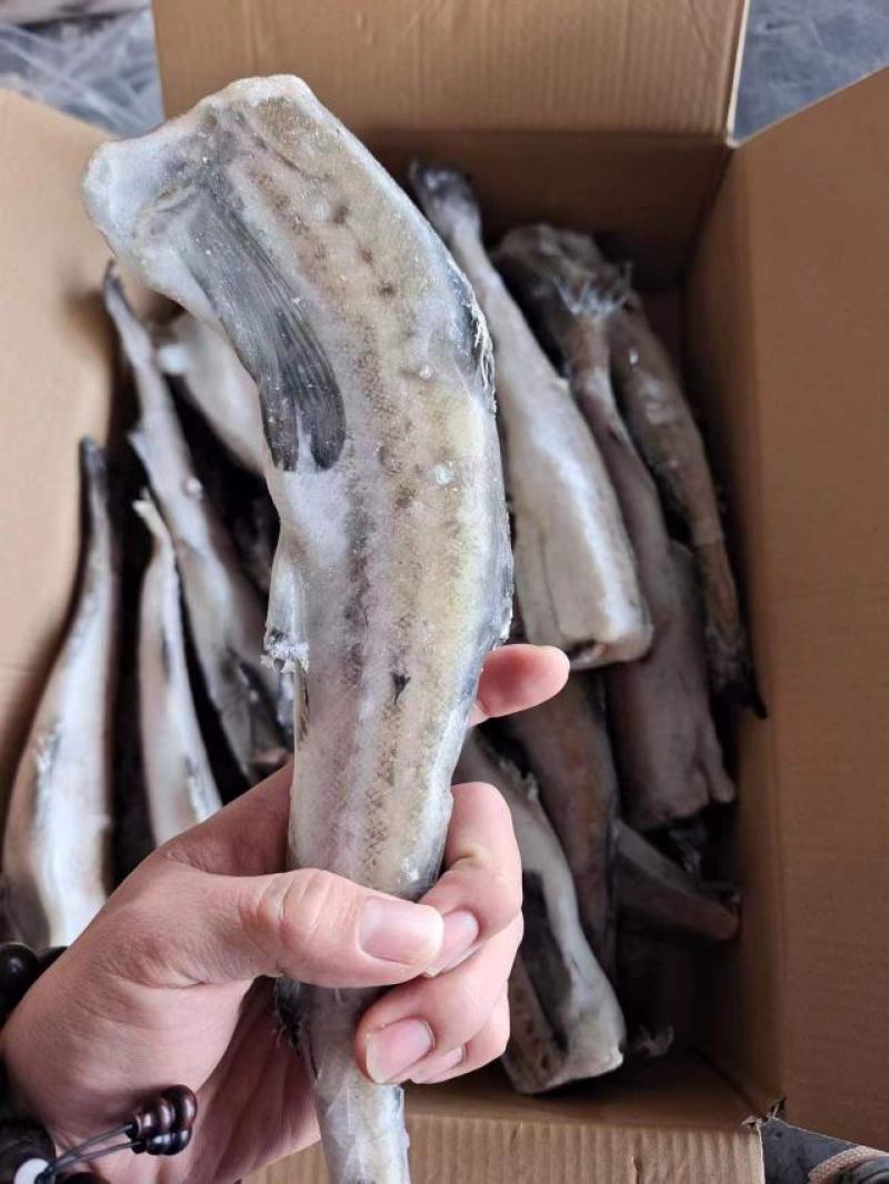 山东威海单冻去头明太鱼/鳕鱼大量供应，现货包装各种规格