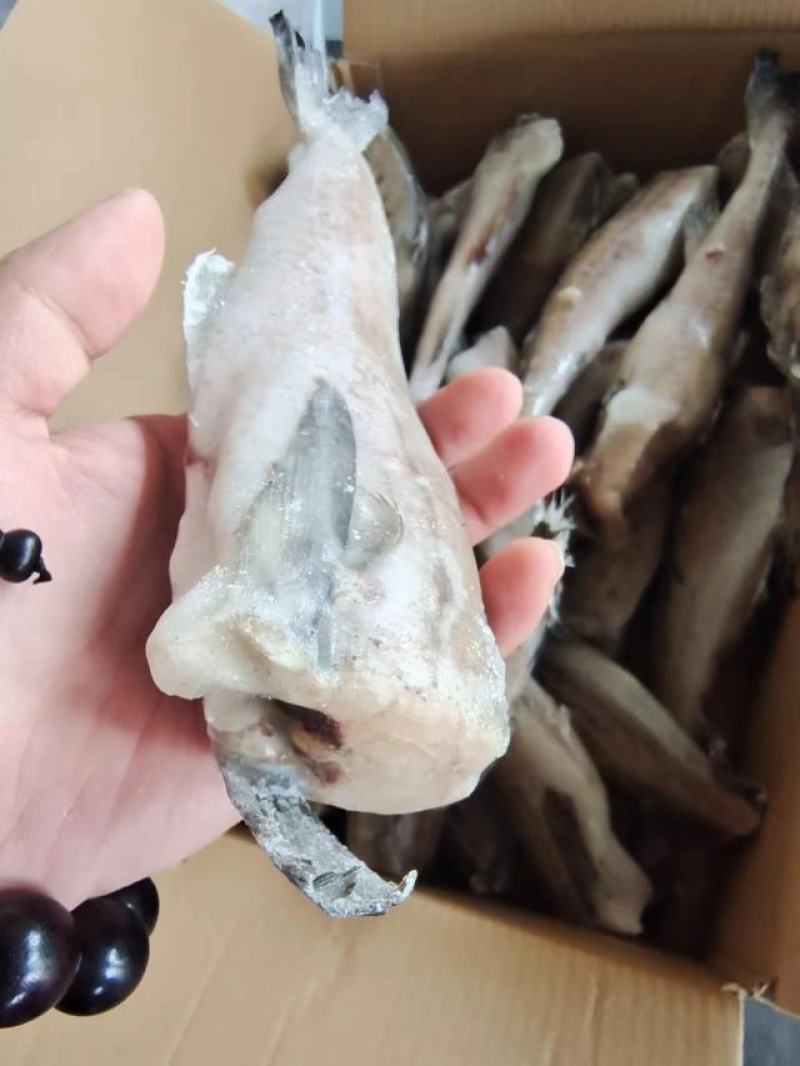 山东威海单冻去头明太鱼/鳕鱼大量供应，现货包装各种规格