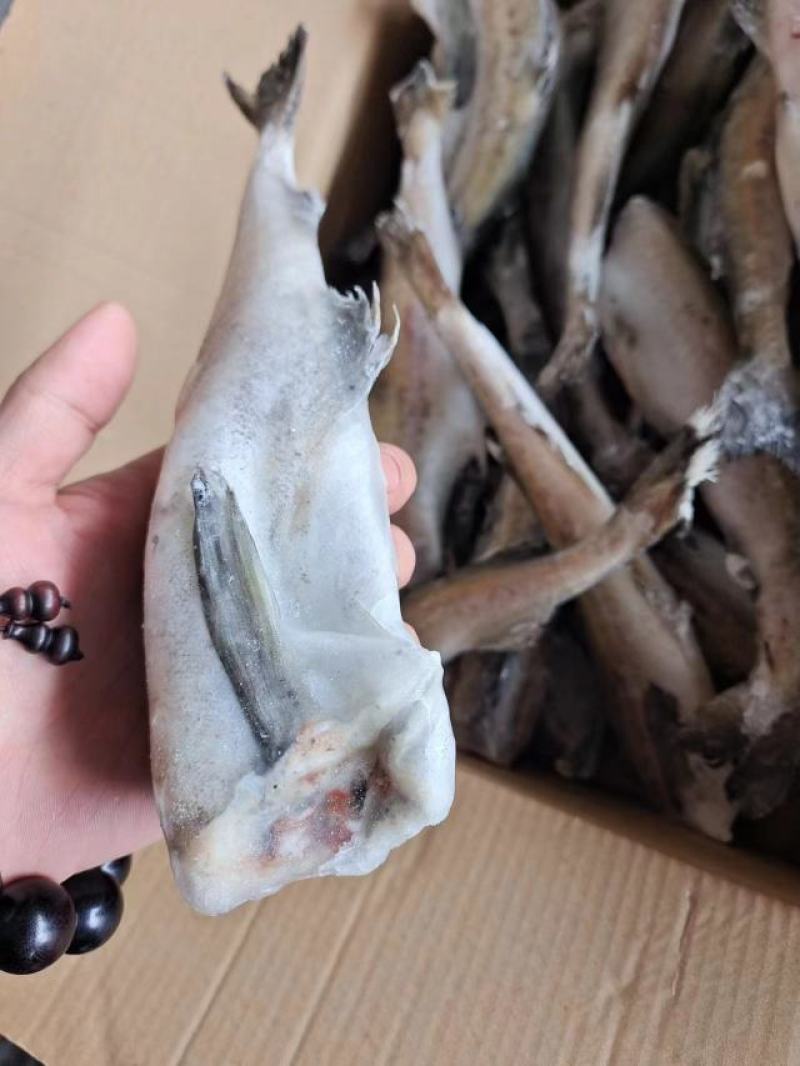 山东威海单冻去头明太鱼/鳕鱼大量供应，现货包装各种规格