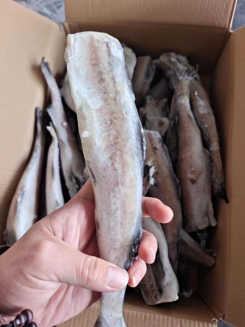 山东威海单冻去头明太鱼/鳕鱼大量供应，现货包装各种规格