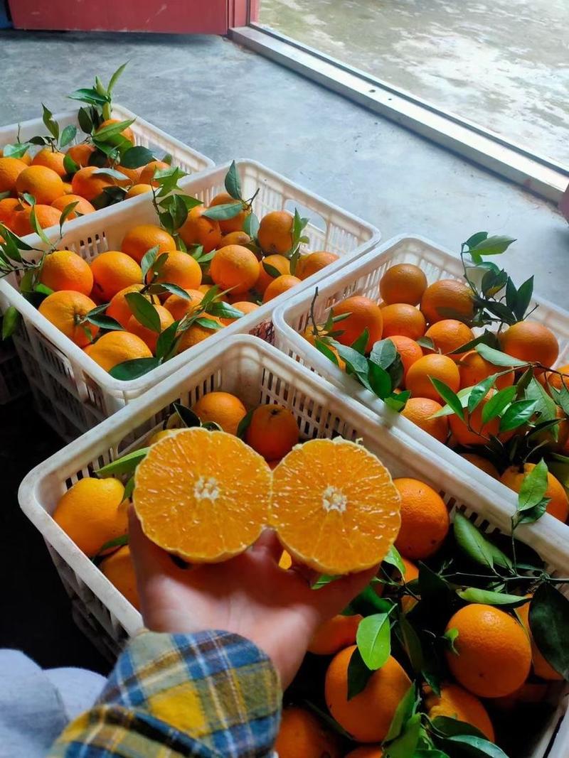 秭归伦晚脐橙纯甜化渣电商社团批发商超出口外贸加工果