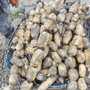 湖北洪湖莲藕产地直发对接各大商超新鲜可口欢迎咨询