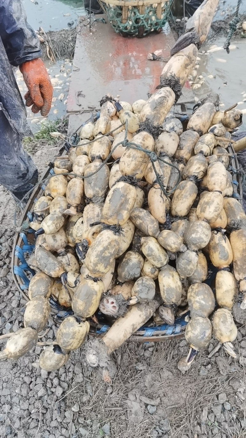 湖北洪湖莲藕产地直发对接各大商超新鲜可口欢迎咨询