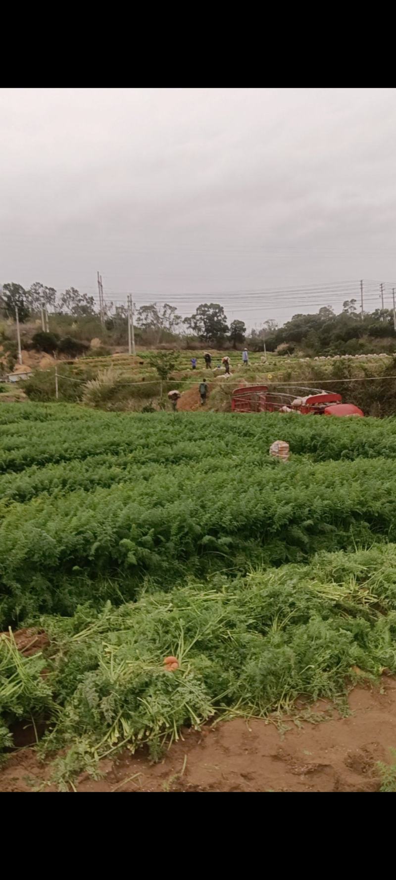 福建莆田胡萝卜，大红，杂牌，电商平台，批发档口，按需包装