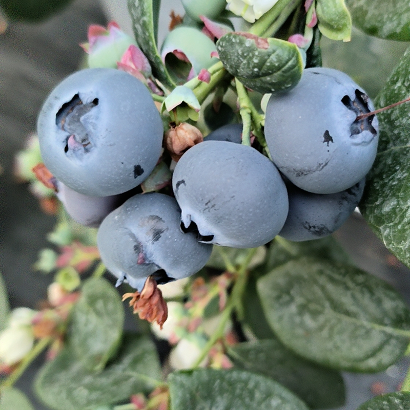 蓝莓-珠宝蓝莓瑞卡蓝莓绿宝石一手货源保质保量色泽美