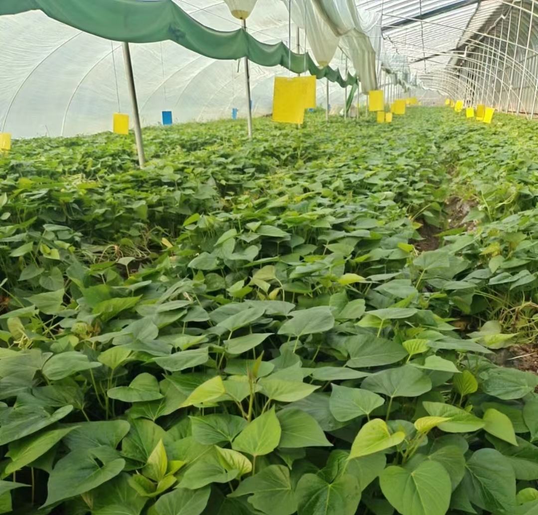 大豆田整体防控示意图