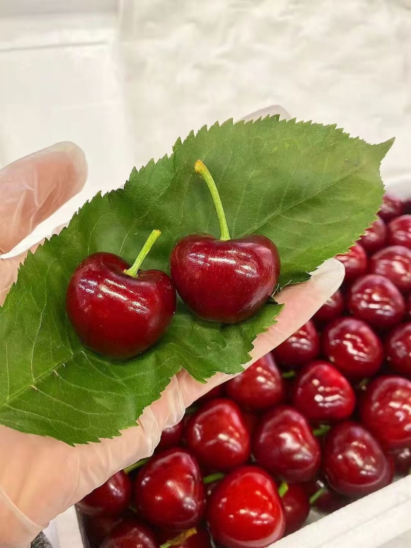 大樱桃种植户诚邀电商团购商超等精诚合作大量现货优质