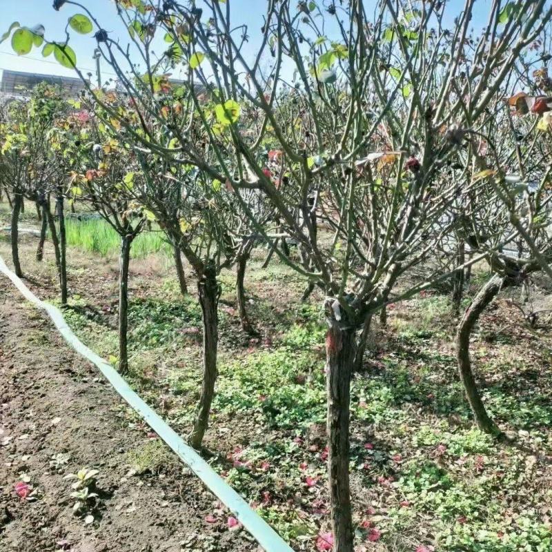 树状月季6公分