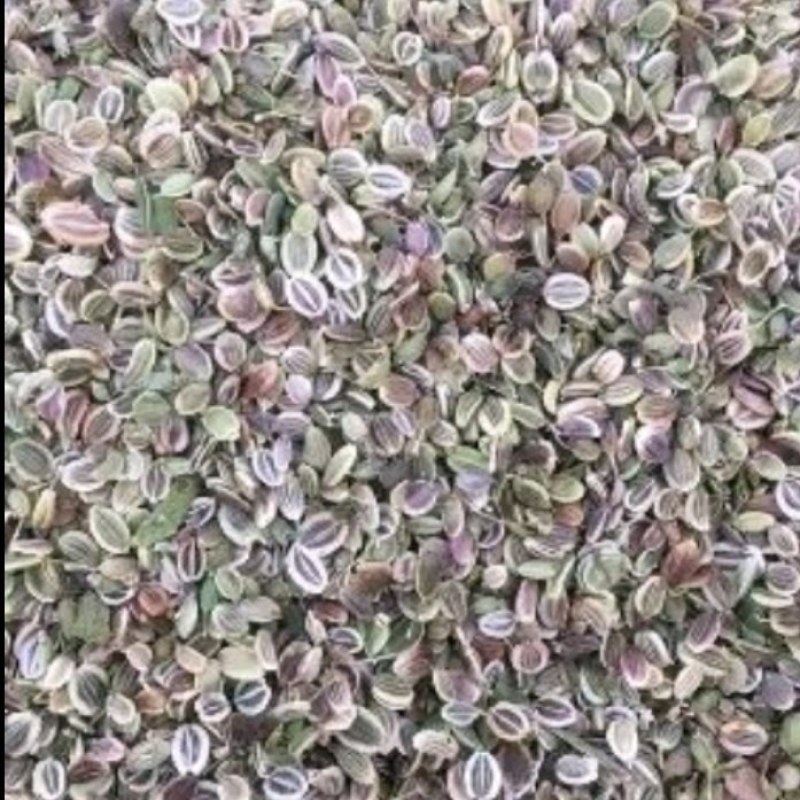 白花前胡种子