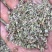 白花前胡种子