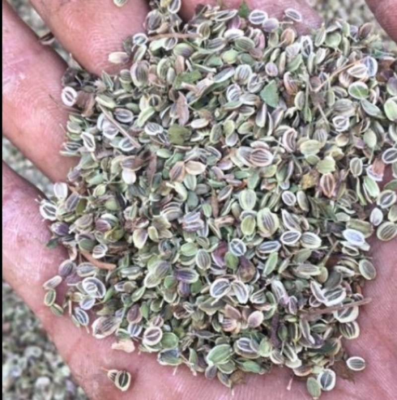 白花前胡种子