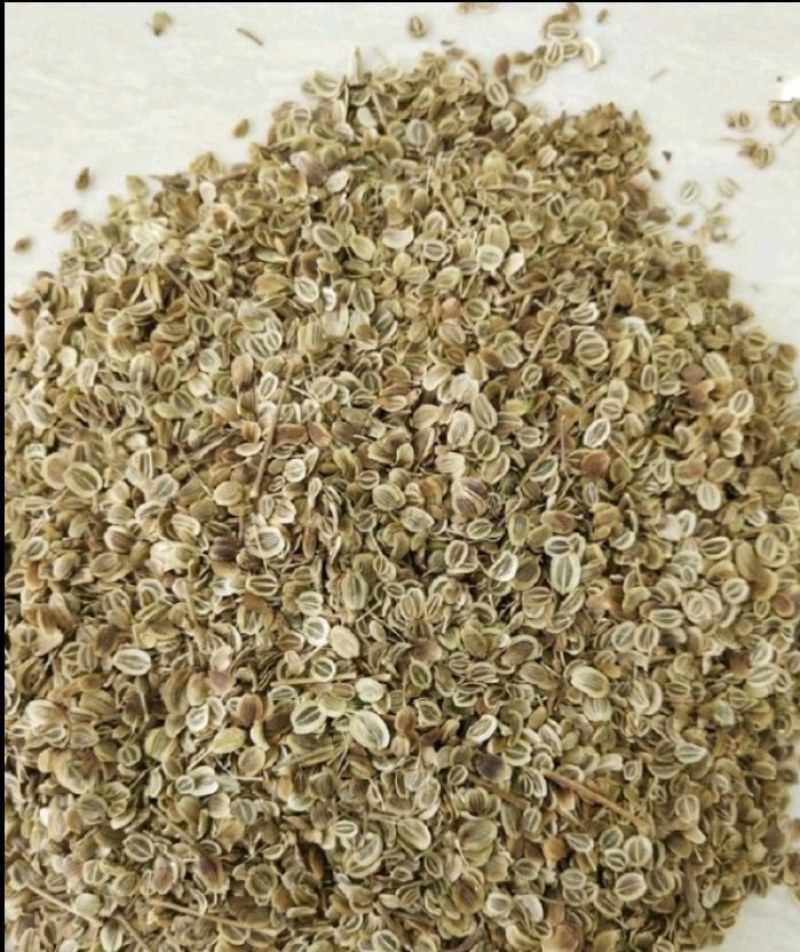白花前胡种子