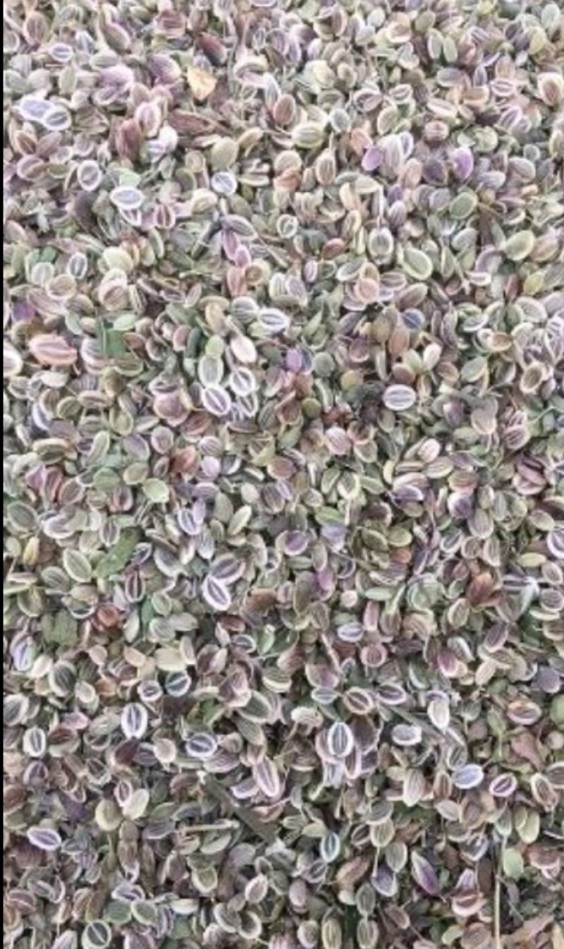 白花前胡种子