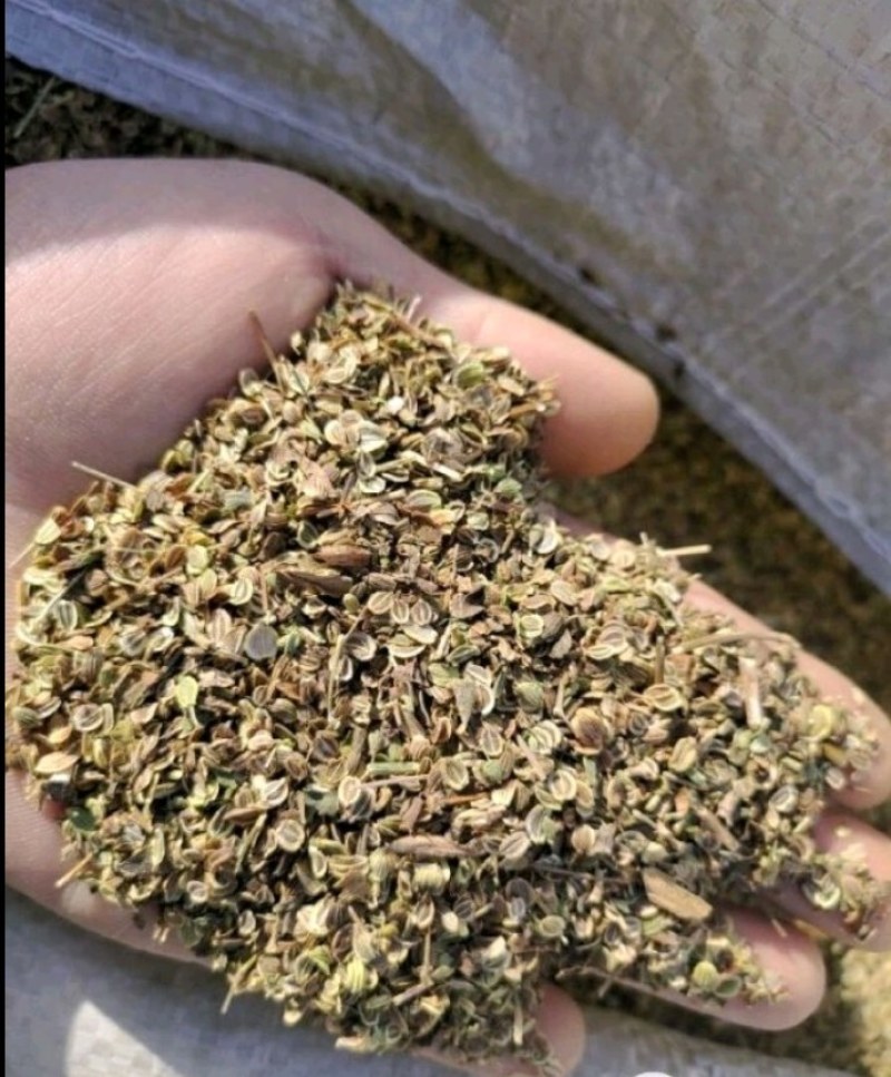 白花前胡种子
