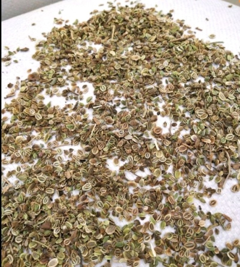 白花前胡种子