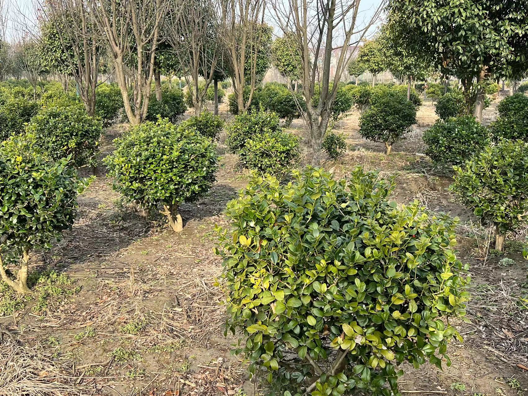秋木耳原基分化期特写图