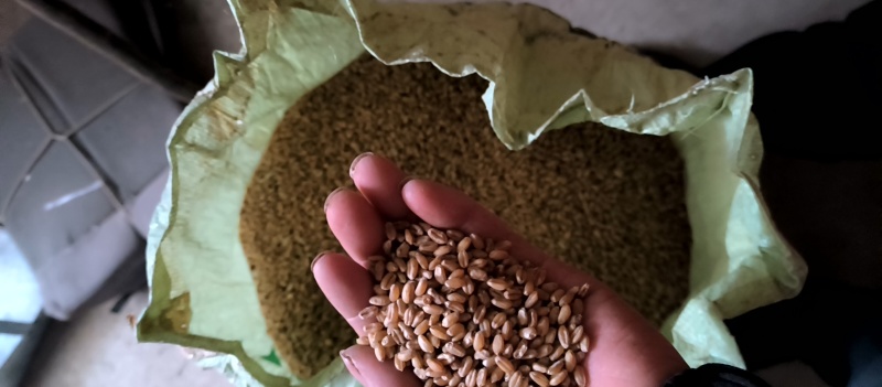 小麦