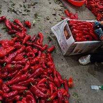 河南内黄红椒大量供应，新鲜采摘，产地直发，量大从优