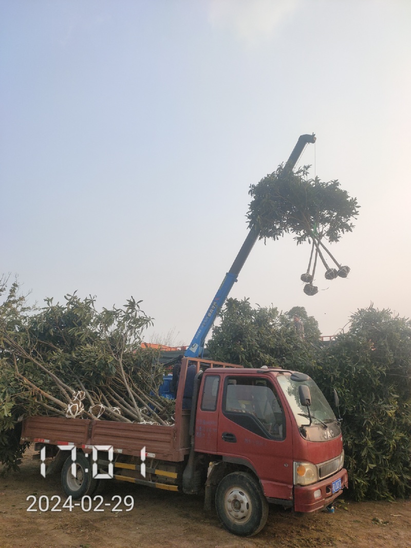 大量供应5-8公分的枇杷树，湖北枇杷树，杆直，冠好