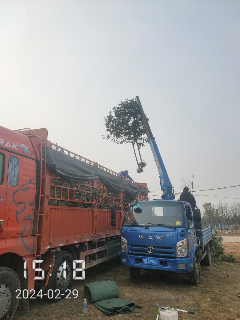 大量供应5-8公分的枇杷树，湖北枇杷树，杆直，冠好
