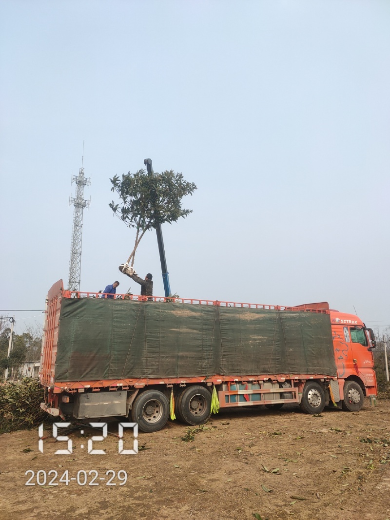 大量供应5-8公分的枇杷树，湖北枇杷树，杆直，冠好