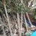 大量供应5-8公分的枇杷树，湖北枇杷树，杆直，冠好