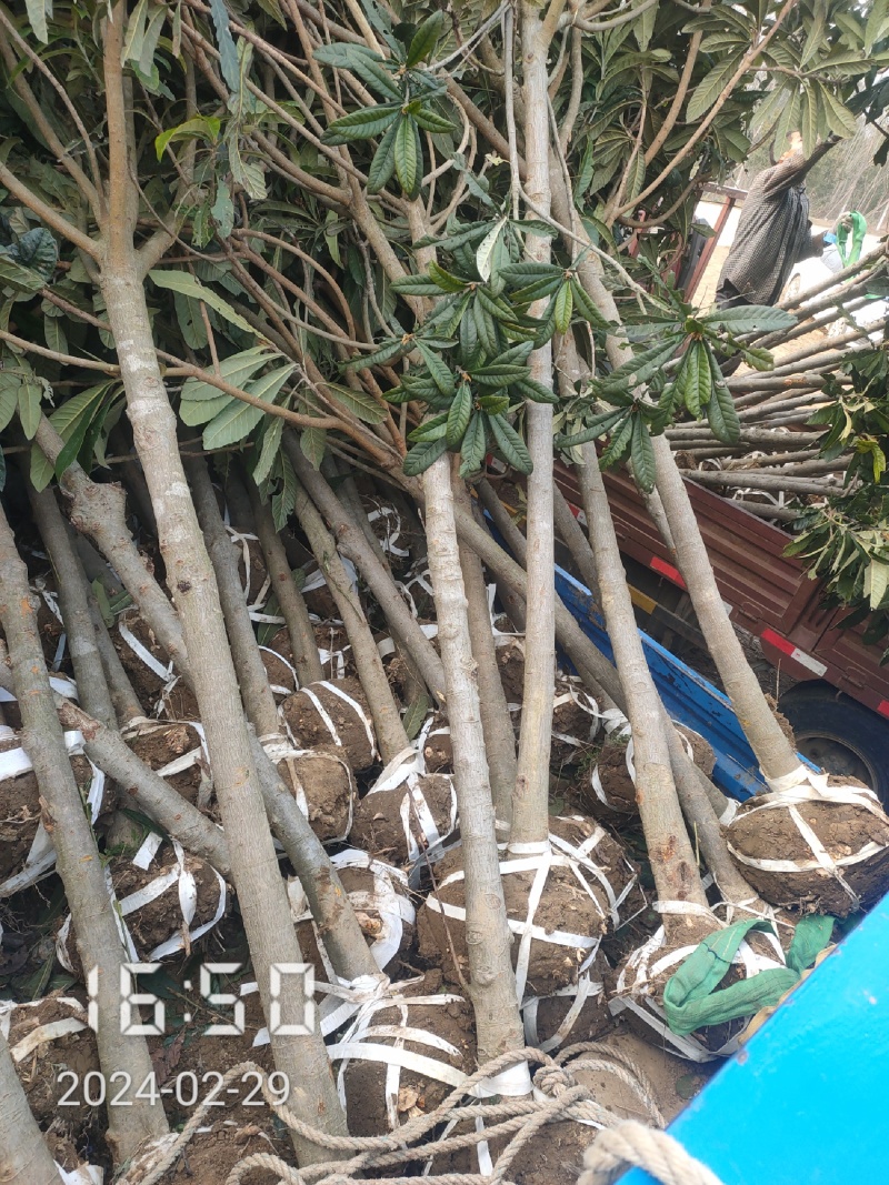 大量供应5-8公分的枇杷树，湖北枇杷树，杆直，冠好
